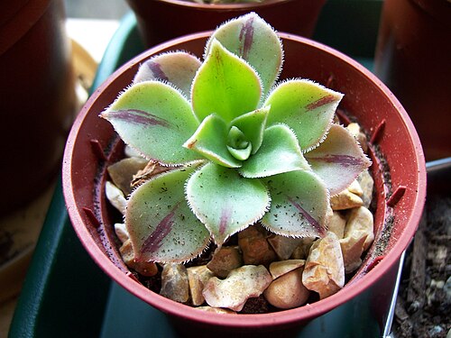 Aeonium leucoblepharum: Aeonium Leucoblepharum