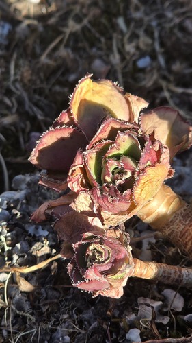 Aeonium leucoblepharum (Aeonium leucoblepharum)