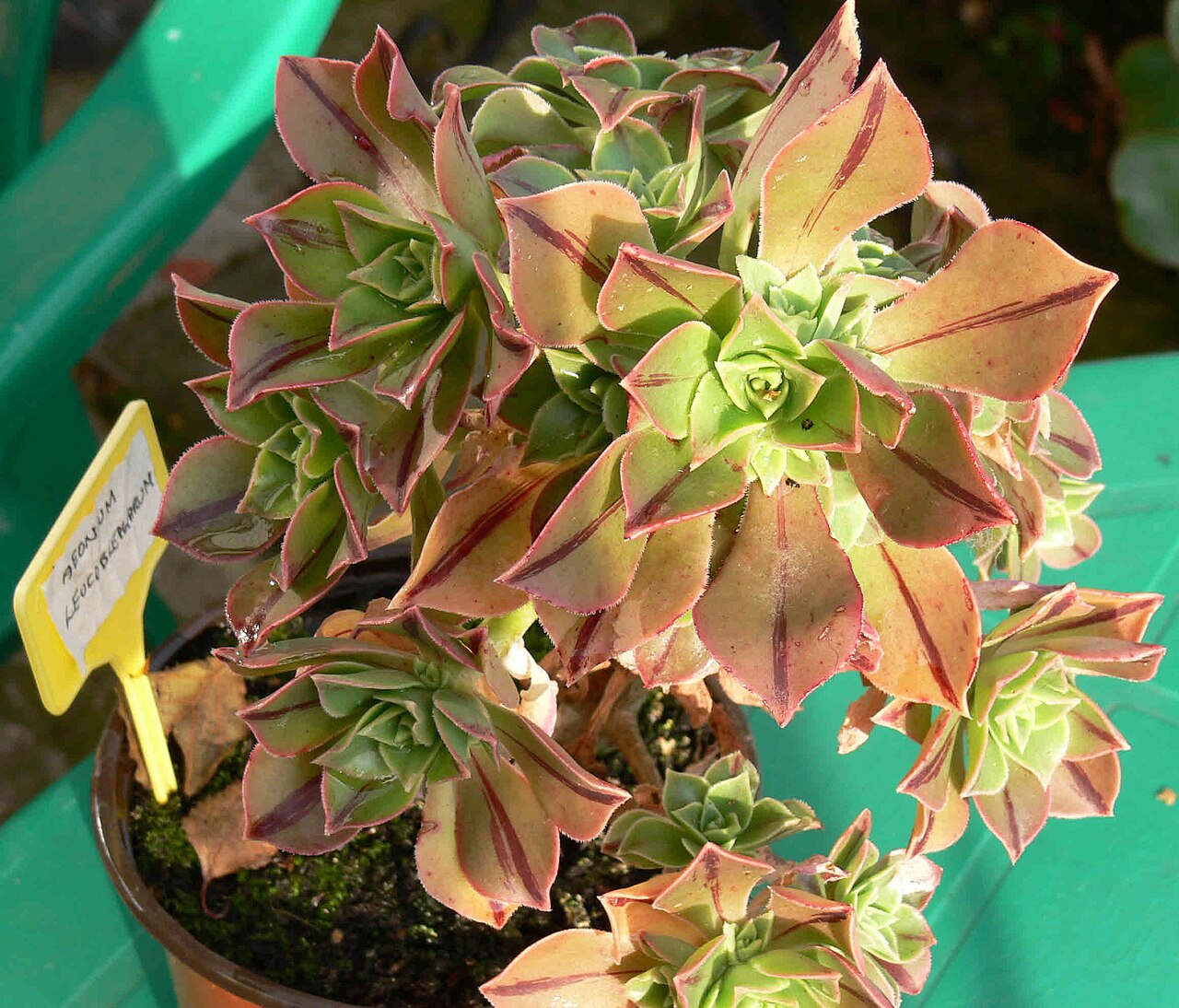 Aeonium leucoblepharum: Aeonium leucoblepharum in full colour and showing central tannin stripes