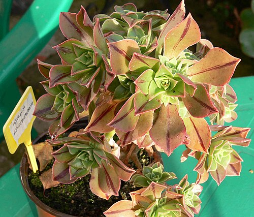 Aeonium leucoblepharum: Aeonium leucoblepharum in full colour and showing central tannin stripes