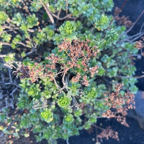 Aeonium lindleyi (Aeonium lindleyi)