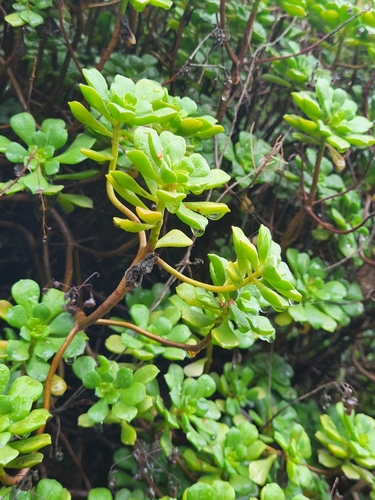 Aeonium lindleyi (Aeonium lindleyi)