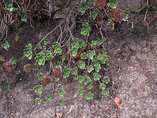 Aeonium lindleyi: Anaga Rural Park, Tenerife, Canary Islands, Spain.