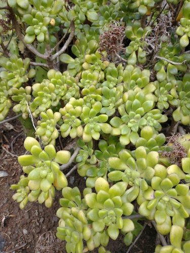 Aeonium lindleyi (Aeonium lindleyi)