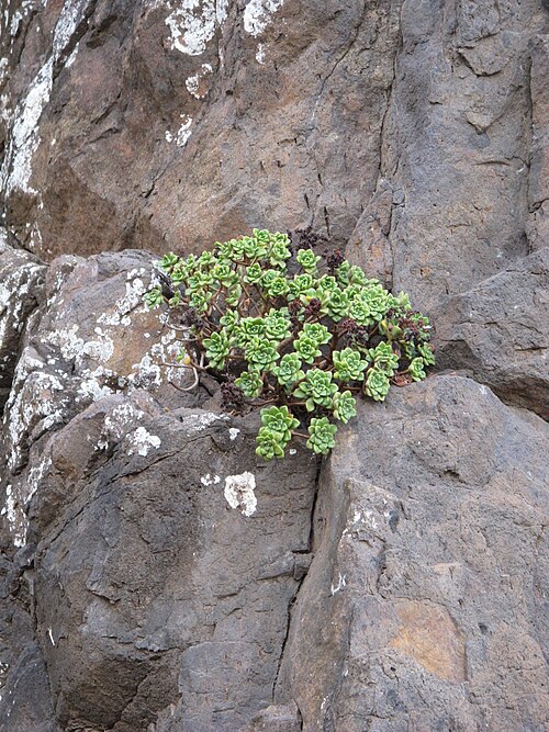 Aeonium lindleyi: Anaga Rural Park, north coast, near Taganana, Tenerife, Canary Islands, Spain.