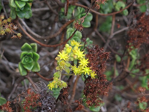 Aeonium lindleyi: Anaga Rural Park, Tenerife, Canary Islands, Spain.