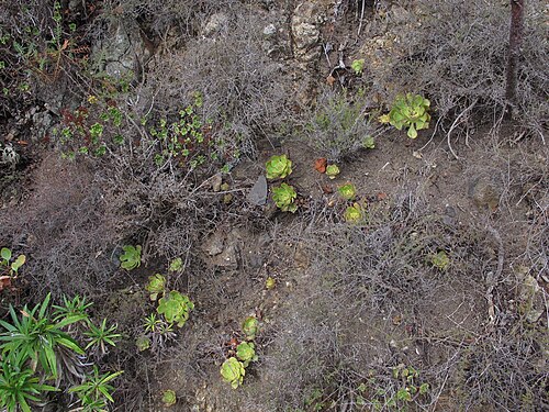 Aeonium lindleyi: Anaga Rural Park, north coast, near Taganana, Tenerife, Canary Islands, Spain.