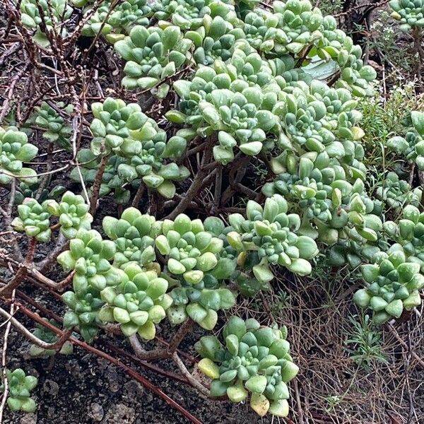 Aeonium lindleyi (Aeonium lindleyi)