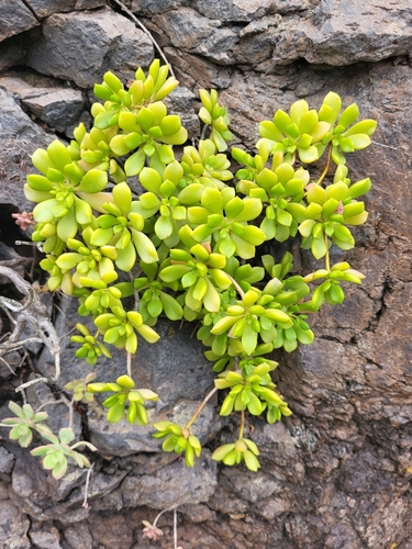 Aeonium lindleyi (Aeonium lindleyi)