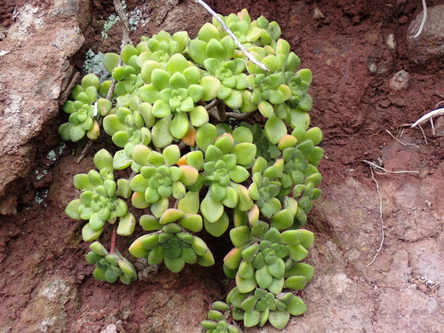 Aeonium lindleyi (Aeonium lindleyi)