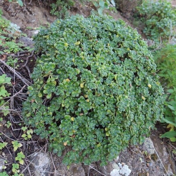 Aeonium lindleyi (Aeonium lindleyi)