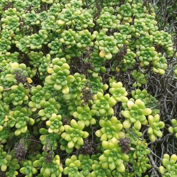 Aeonium lindleyi (Aeonium lindleyi)