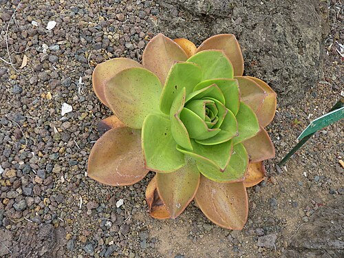 Aeonium nobile: Aeonium nobile in the Jardín Botánico Canario Viera y Clavijo .