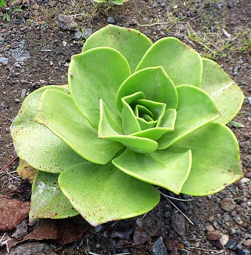 Aeonium nobile: Aeonium nobile in the Jardín Botánico Canario Viera y Clavijo