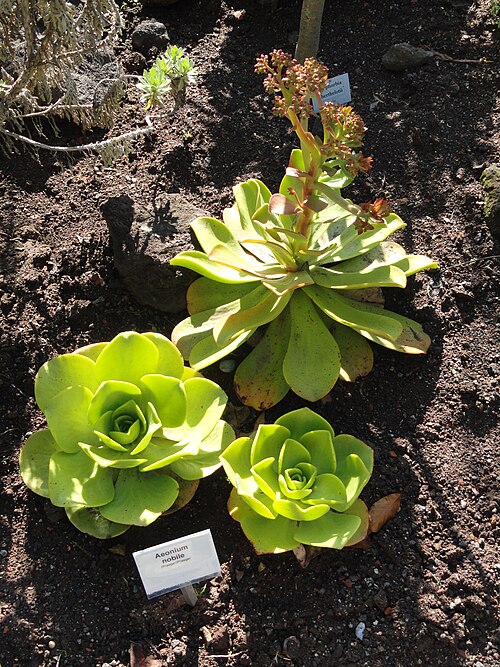 Aeonium nobile: Botanical specimen in the Botanischer Garten, Frankfurt am Main, Germany.
