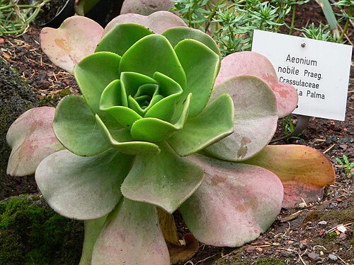 Aeonium nobile: Aeonium nobile Praeg.