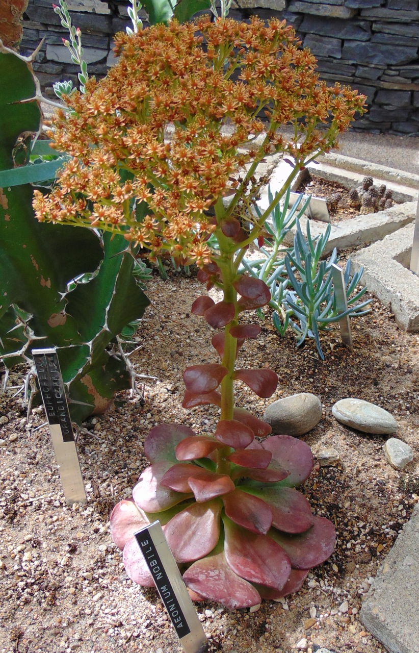 Aeonium nobile: Aeonium nobile, Devonian Botanic Garden, Arid house