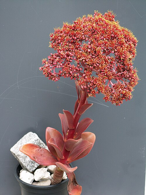 Aeonium nobile: Aeonium nobile