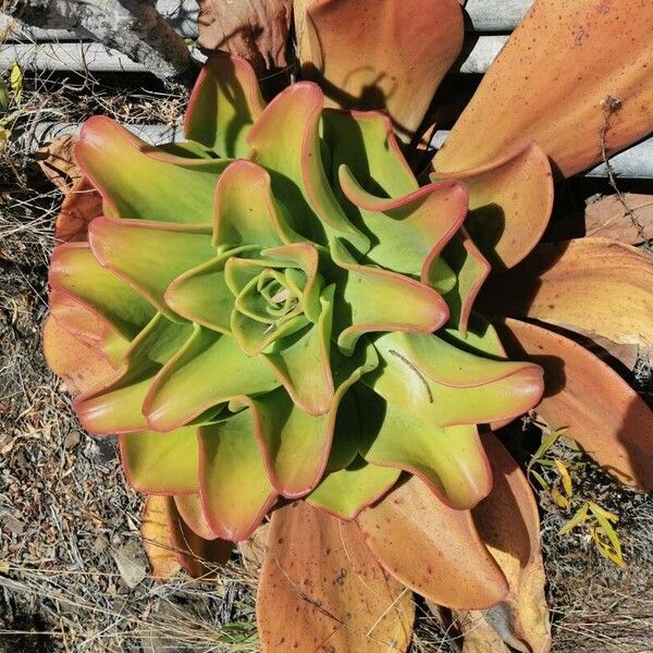 Aeonium nobile (Aeonium nobile)