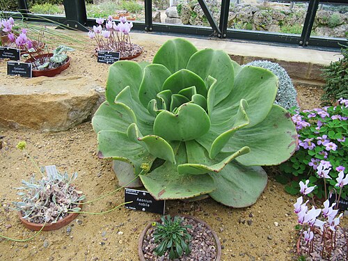 Aeonium nobile: RHS Wisley Gardens in Surrey ...