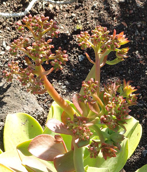 Aeonium nobile: Botanical specimen in the Botanischer Garten, Frankfurt am Main, Germany.