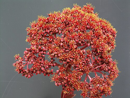 Aeonium nobile: Aeonium nobile