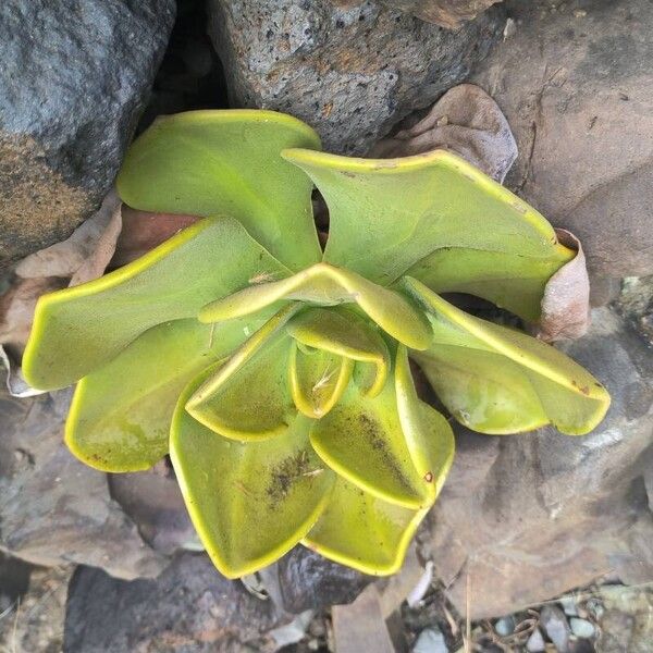 Aeonium nobile (Aeonium nobile)