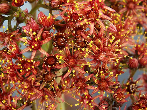 Aeonium nobile: Aeonium nobile