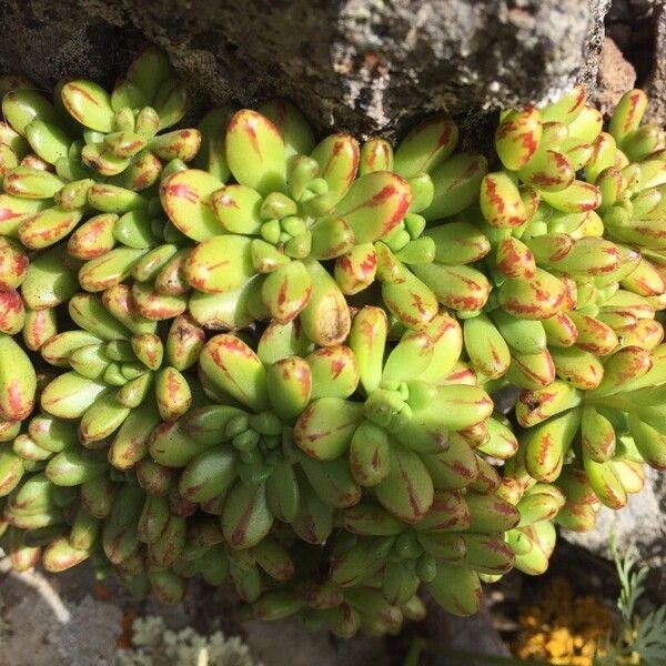 Aeonium sedifolium (Aeonium sedifolium)