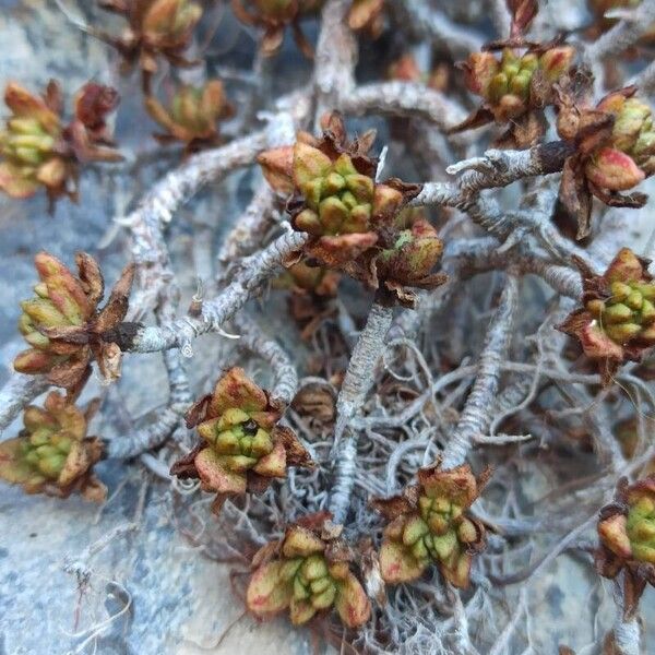 Aeonium sedifolium (Aeonium sedifolium)