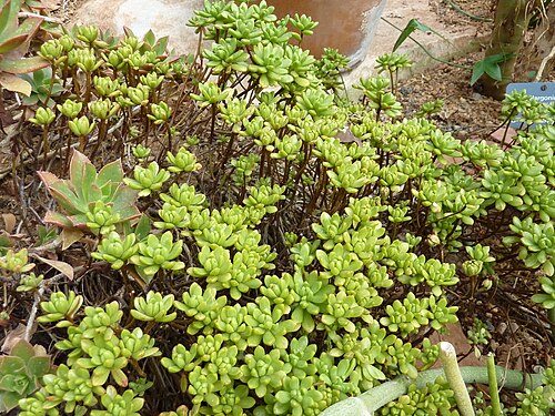 Aeonium sedifolium: Aeonium sedifolium at the Botanical Garden of the University of Basel.