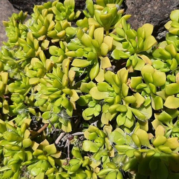 Aeonium sedifolium (Aeonium sedifolium)