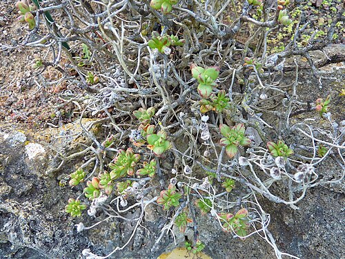 Aeonium sedifolium: Aeonium sedifolium in the Jardín Botánico Canario Viera y Clavijo .