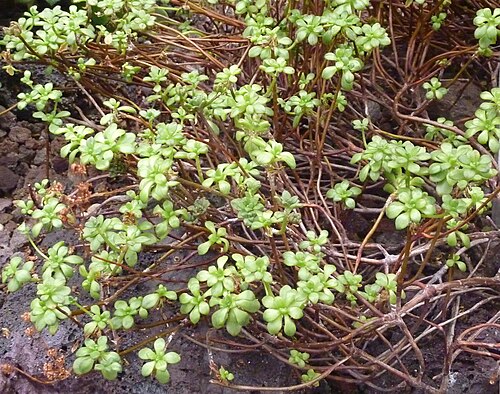 Aeonium sedifolium: Aeonium sedifolium in the Sukkulentensammlung Zürich