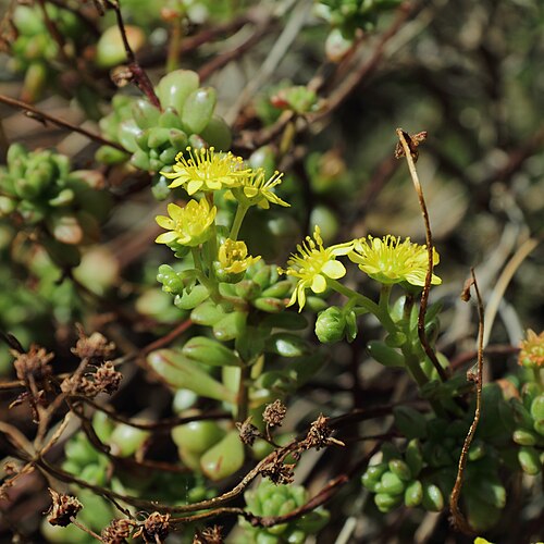 Aeonium sedifolium: Aeonium sedifolium , identifierad med hjälp av befintlig skylt vid Bergianska trädgården .