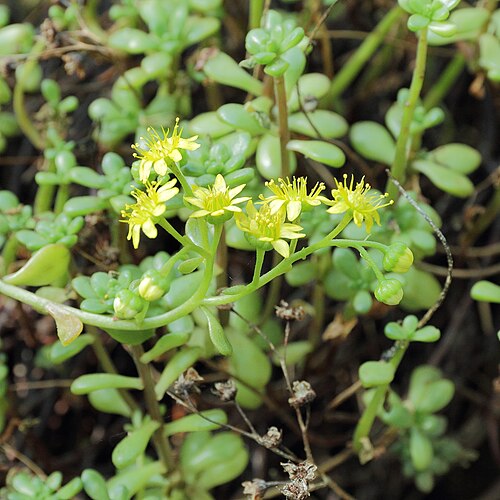 Aeonium sedifolium: Aeonium sedifolium i Bergianska trädgården .