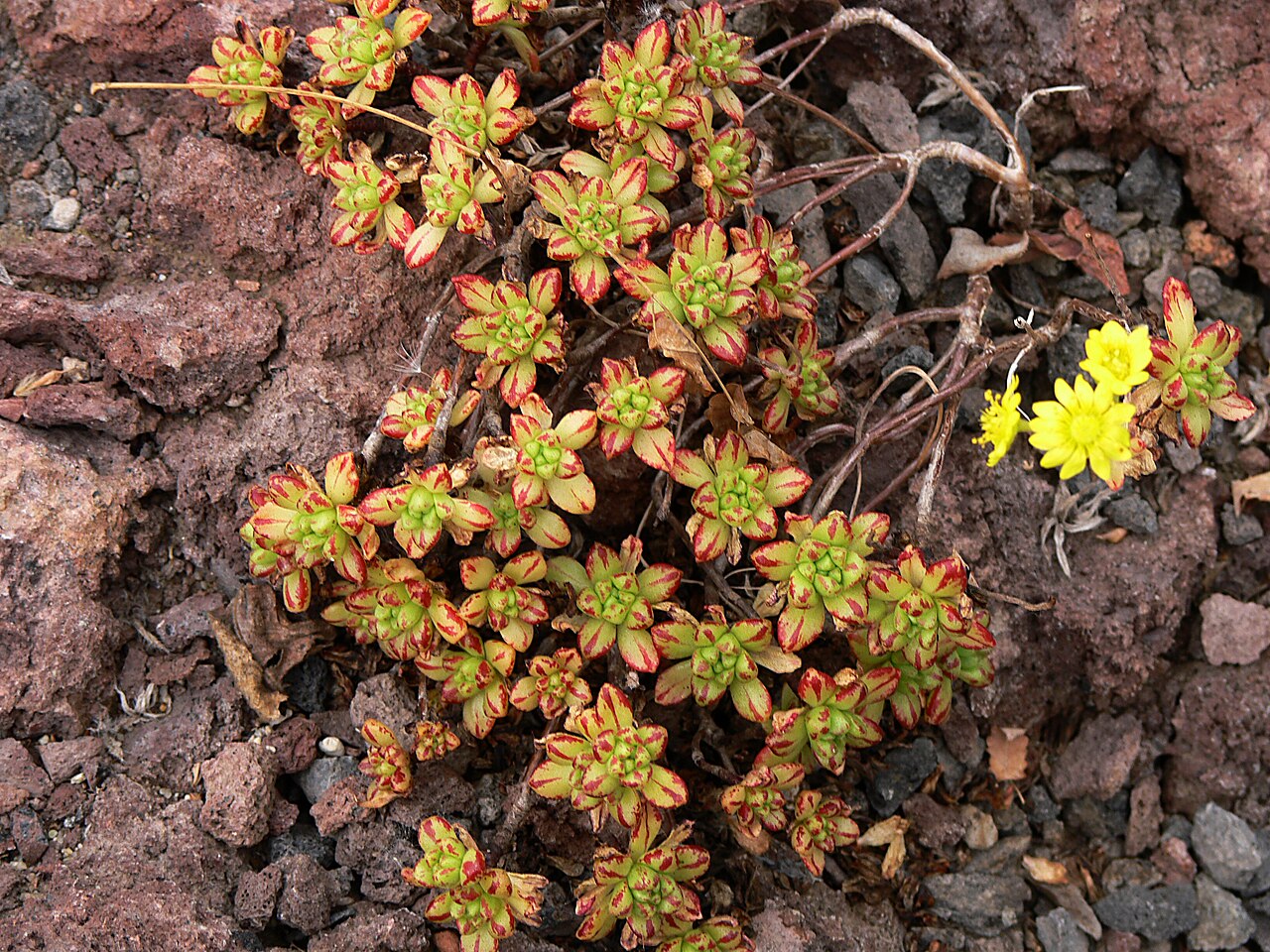 Aeonium sedifolium: Aeonium sedifolium (WEBB) PIT.et PROUST, Botanischer Garten Krefeld