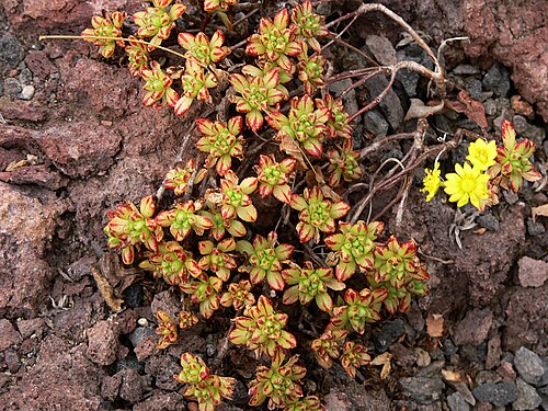 Aeonium sedifolium: Aeonium sedifolium (WEBB) PIT.et PROUST, Botanischer Garten Krefeld