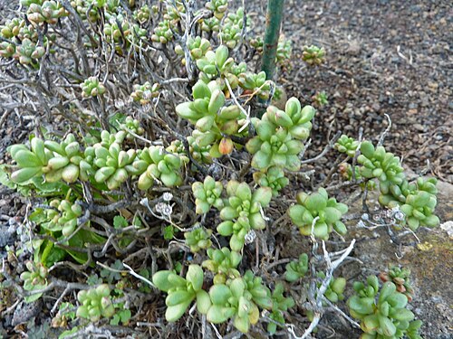 Aeonium sedifolium: Aeonium sedifolium growing in the Jardín Botánico Canario Viera y Clavijo .