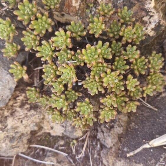 Aeonium sedifolium (Aeonium sedifolium)