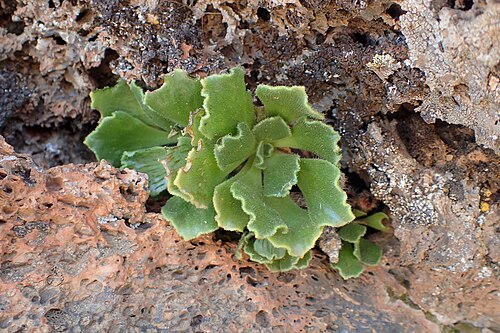 Smith’s treeleek: Aeonium smithii in Los Canadas del Teide, Tenerife, Canary Is., Spain