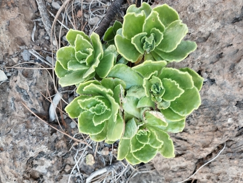Smith’s treeleek (Aeonium smithii)