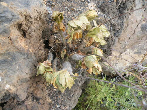 Smith’s treeleek (Aeonium smithii)