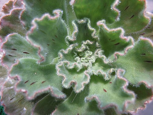 Smith’s treeleek: Aeonium smithii