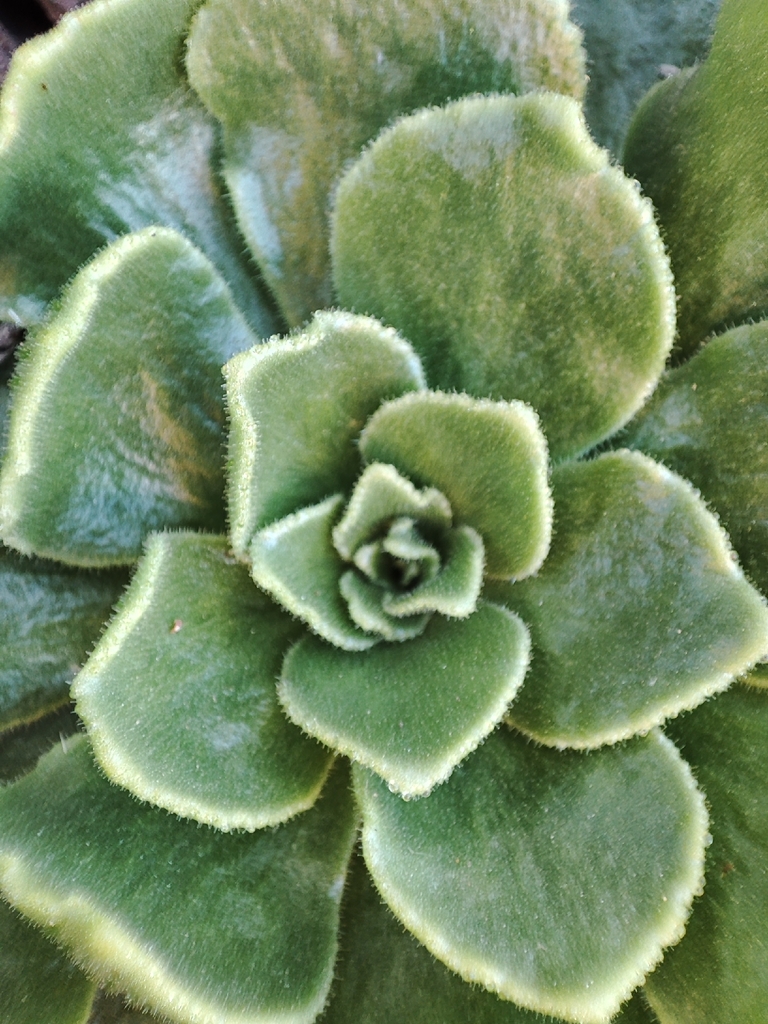 Smith’s treeleek (Aeonium smithii)