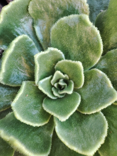 Smith’s treeleek (Aeonium smithii)