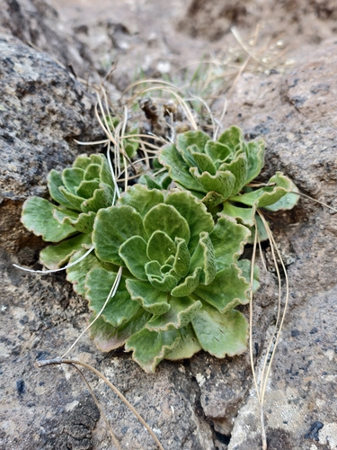 Smith’s treeleek (Aeonium smithii)