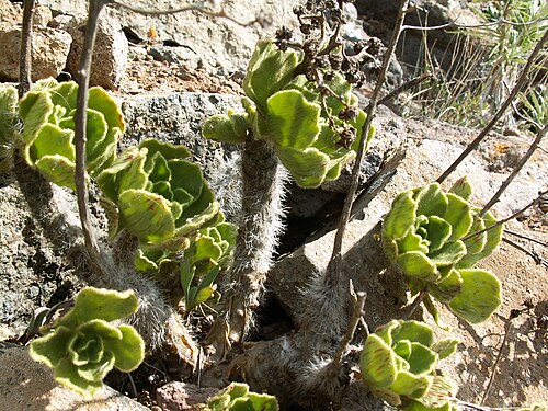 Smith’s treeleek: Aeonium smithii