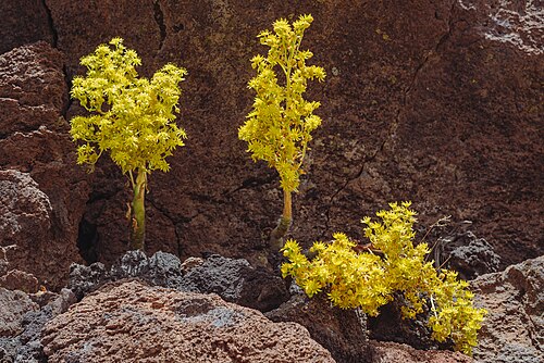 Smith’s treeleek: Three Smith's Giant Houseleek ( Aeonium smithii ) inflorescences growing out of rocks in the Jardín del Centro de Visitantes de El Portillo in Los Realejos, Ten
