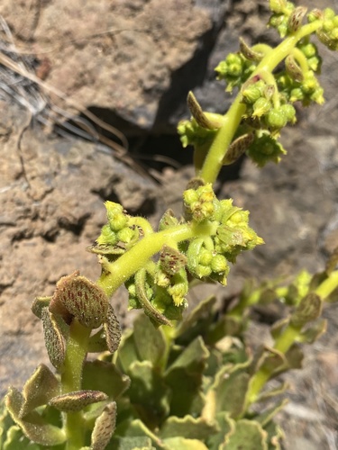 Smith’s treeleek (Aeonium smithii)